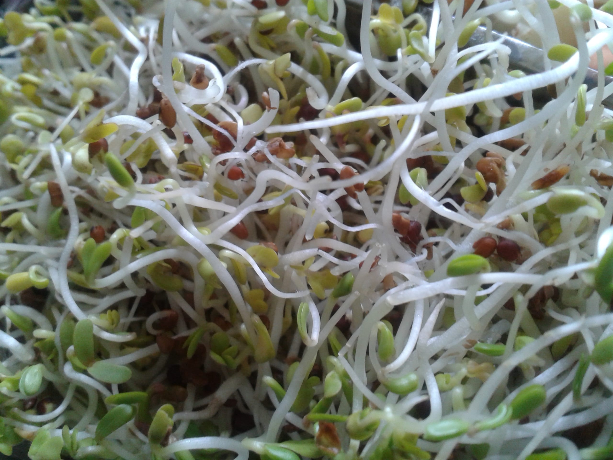 Ростки лука для салата